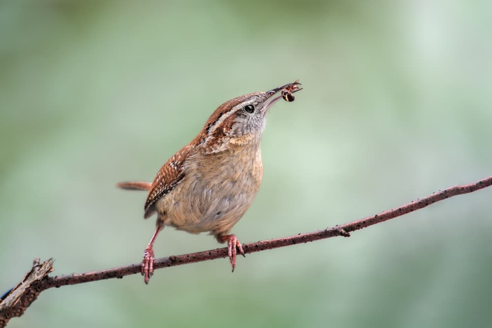 Wren With Bug by Atul Saluja — canvas wall art
