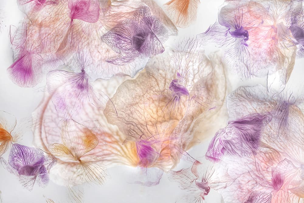 Ethereal Floral Blush by Ludmila Shumilova — canvas wall art