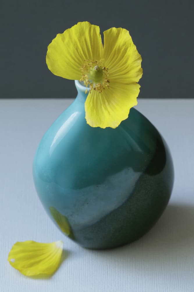 Yellow Poppy in Teal Vase by Alyson Fennell — canvas wall art
