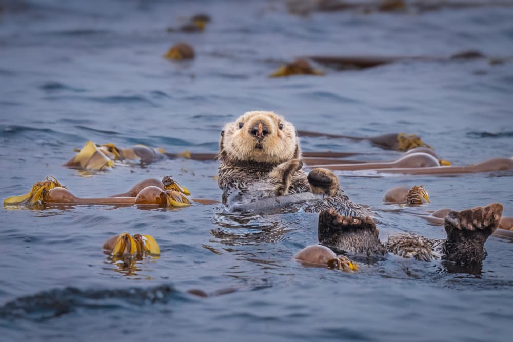 Curious Sea Otter by Jeffrey C. Sink — canvas wall art