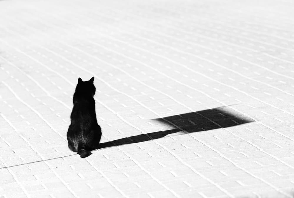 Black Cat Shadow Play by Anna Niemiec — canvas wall art