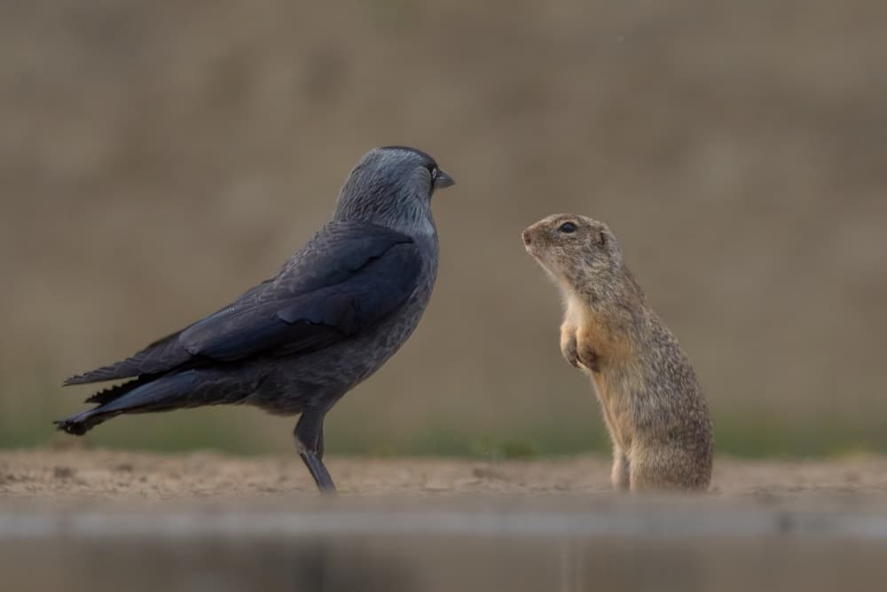Bird Squirrel Encounter by MIN LI — canvas wall art