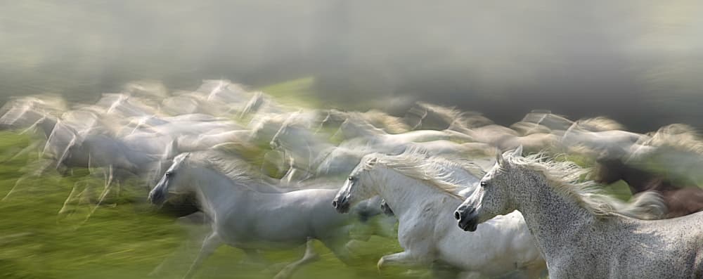 Galloping White Horses by Milan Malovrh — canvas wall art