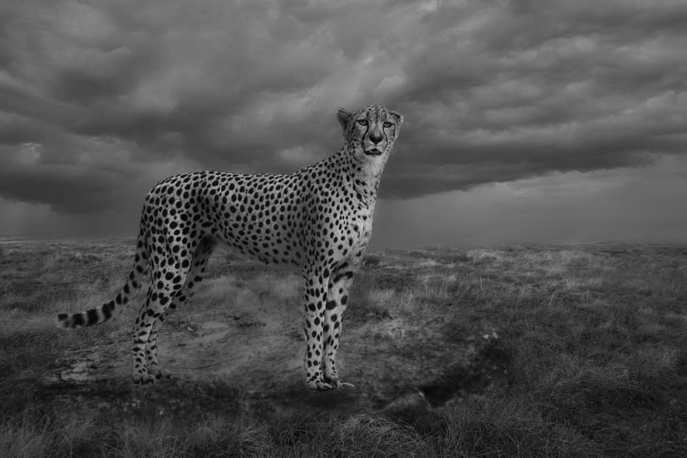 Cheetah Under Stormy Skies by Krystina Wisniowska — canvas wall art