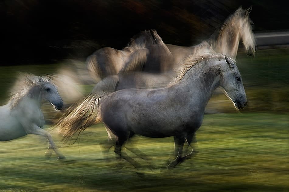 Horses in Motion by Milan Malovrh — canvas wall art