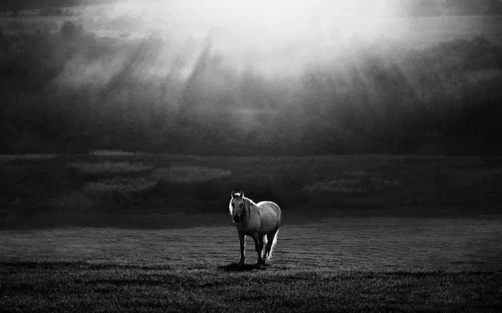 Majestic Horse Sunrays by Peter Svoboda MQEP — canvas wall art