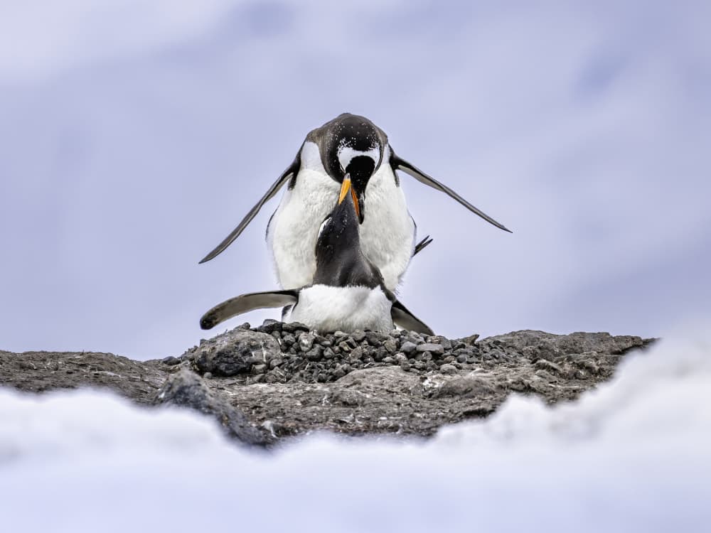 Penguin Chick Feeding by Gary Hu — canvas wall art