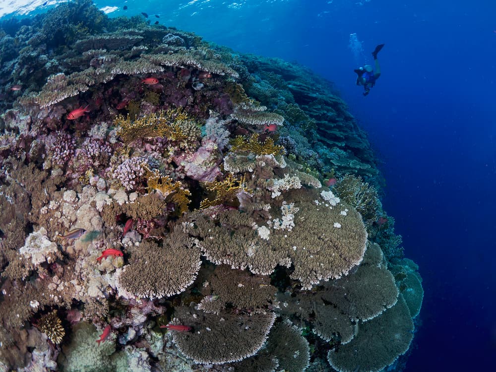 Deep Ocean Coral Reef by Ilan Ben Tov — canvas wall art