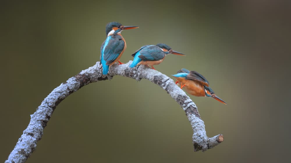 Vivid Kingfishers Perched by tianhuayu — canvas wall art