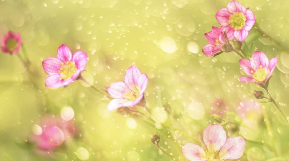 Dreamy Pink Flowers by Delphine Devos — canvas wall art