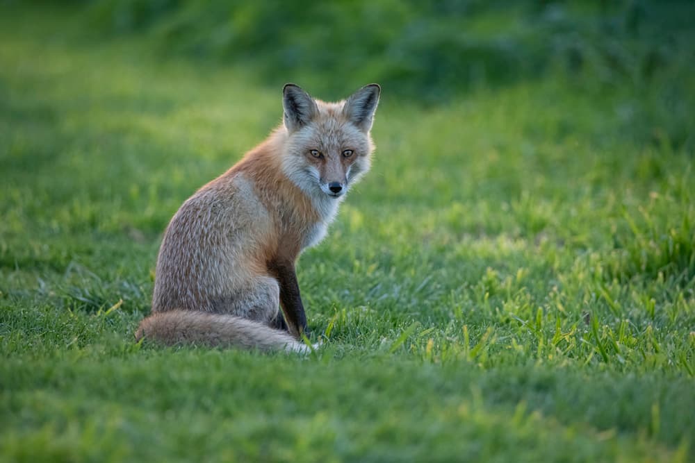 Attentive Red Fox by Tracy — canvas wall art