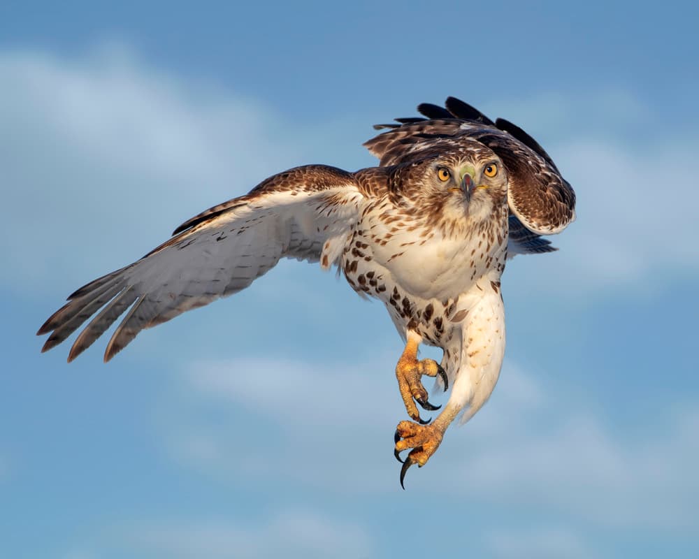 Raptor in Flight by Rob Li — canvas wall art