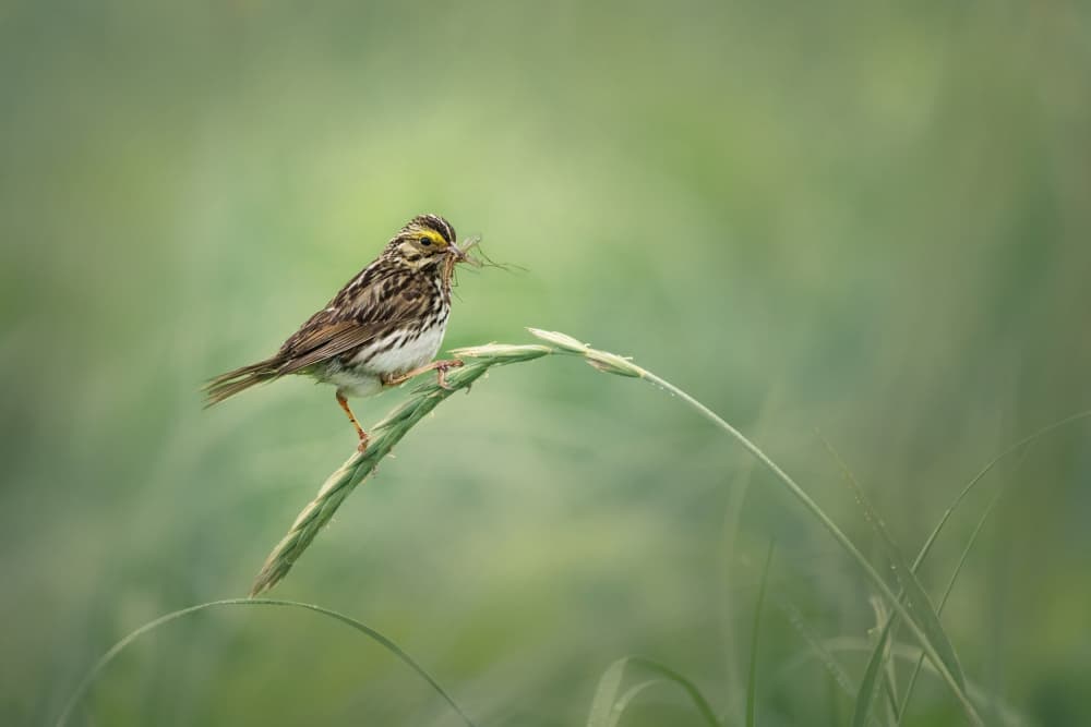 Meadow Bird with Nest by Qing Zhao — canvas wall art