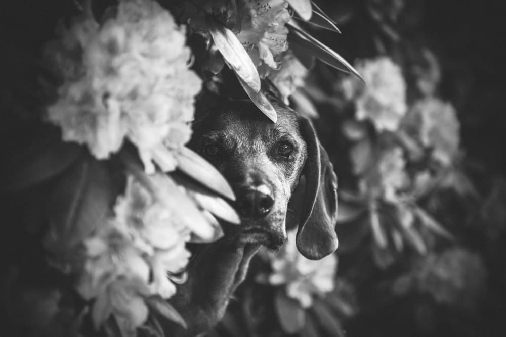 Curious Dog In Blooms by Heike Willers — canvas wall art