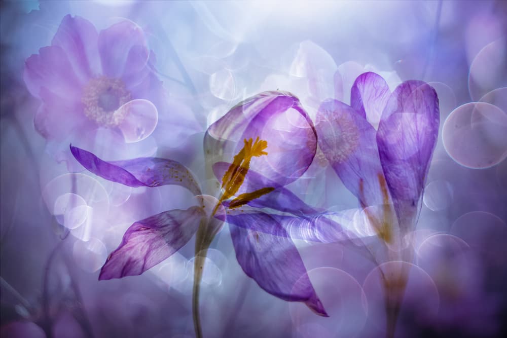 Dreamy Purple Flowers by Hilda van der Lee — canvas wall art