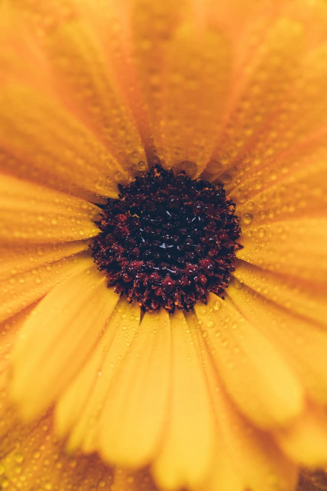 Vibrant Orange Dewdrops by Javier Pardina — canvas wall art