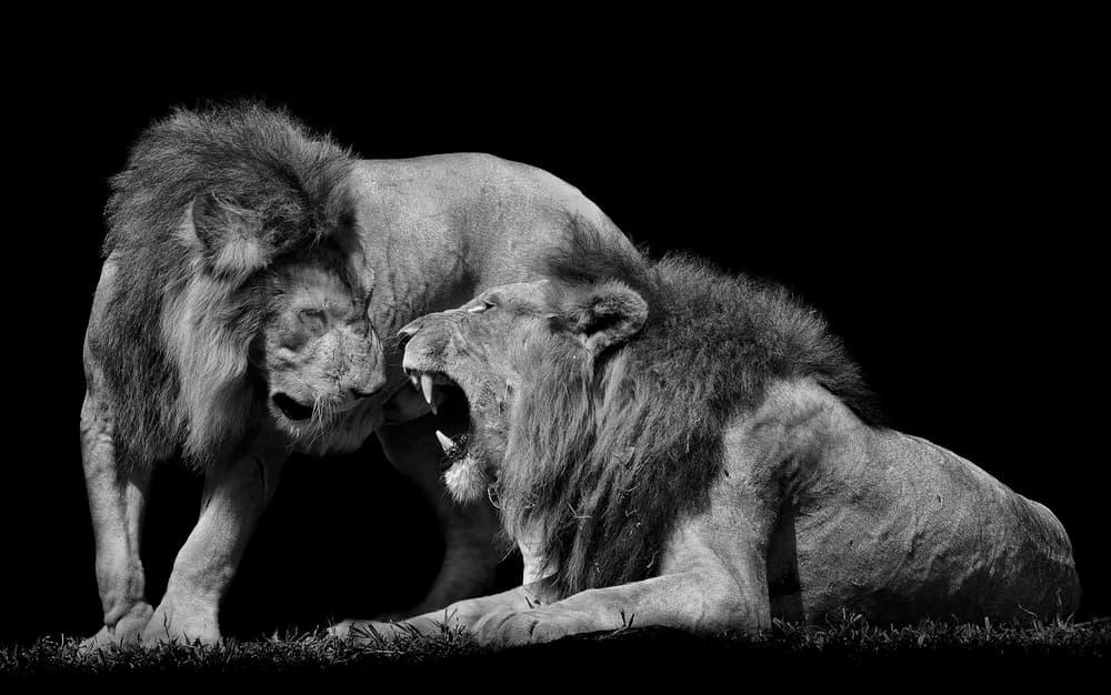 Roaring Lions Drama by C.S. Tjandra — canvas wall art