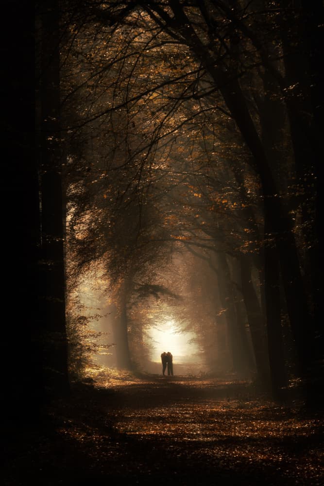 Romantic Golden Forest Walk by brigitte van krimpen — canvas wall art
