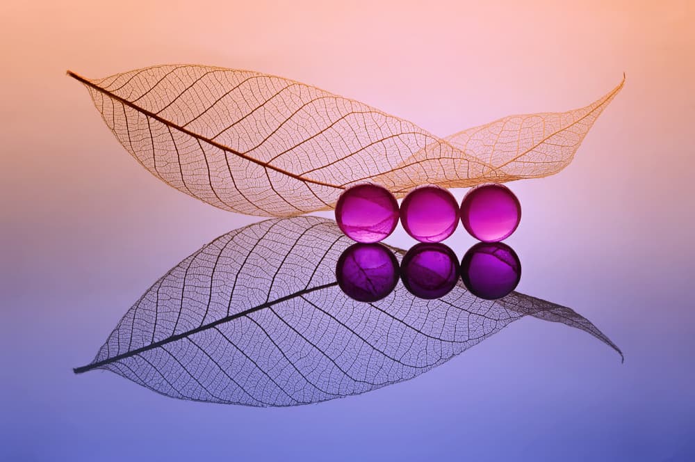 Purple Glass Leaves Reflection by Edy Pamungkas — canvas wall art