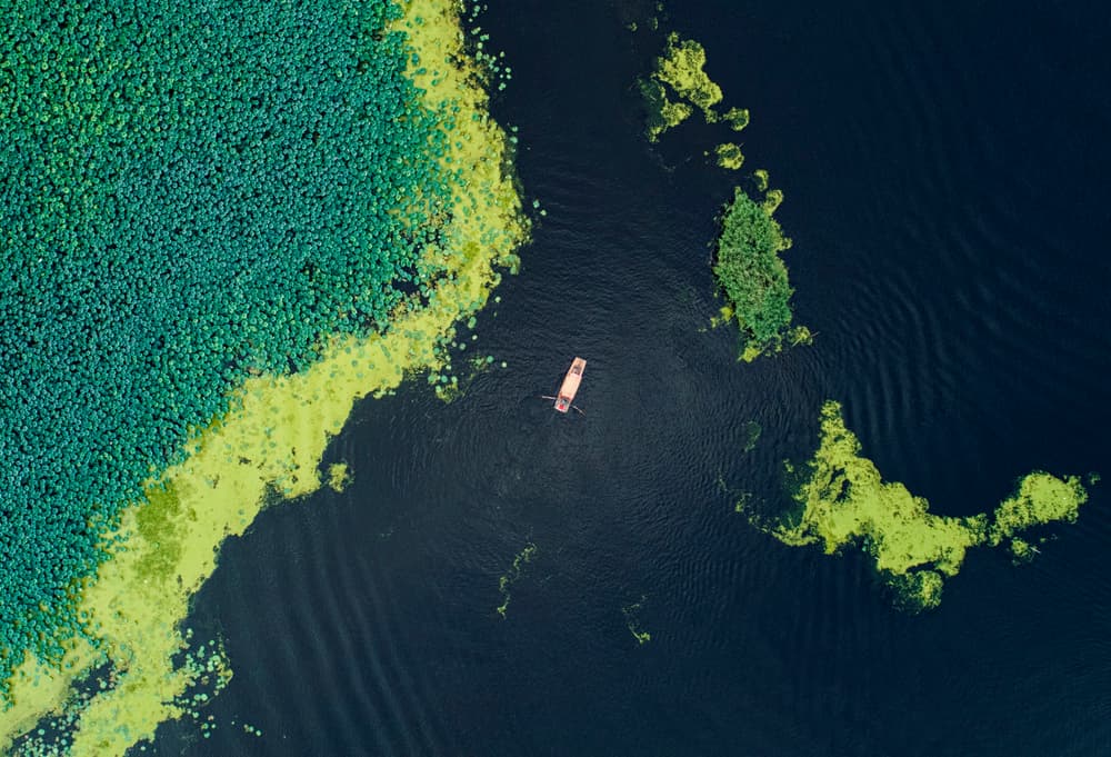Boat Among Lily Pads by Zhou Chengzhou — canvas wall art