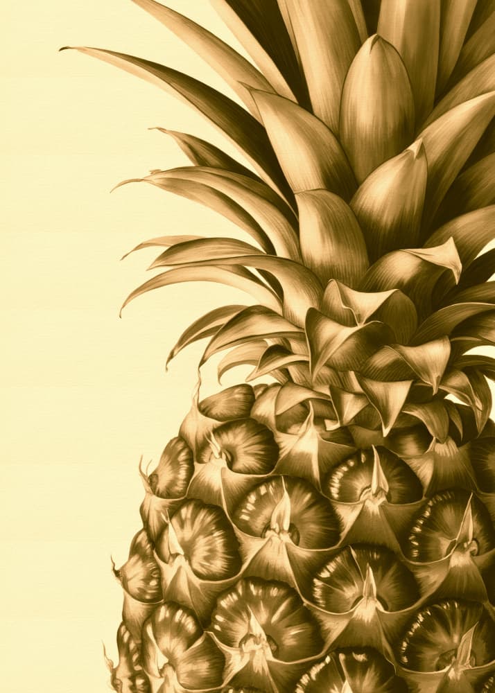 Tropical Sepia Pineapple by Andreas Magnusson — canvas wall art
