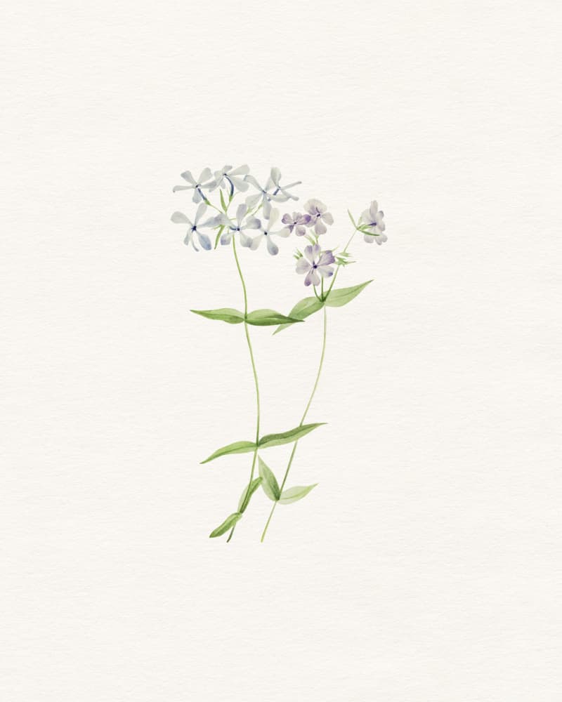 Delicate Watercolor Phlox by Wild Violets — canvas wall art