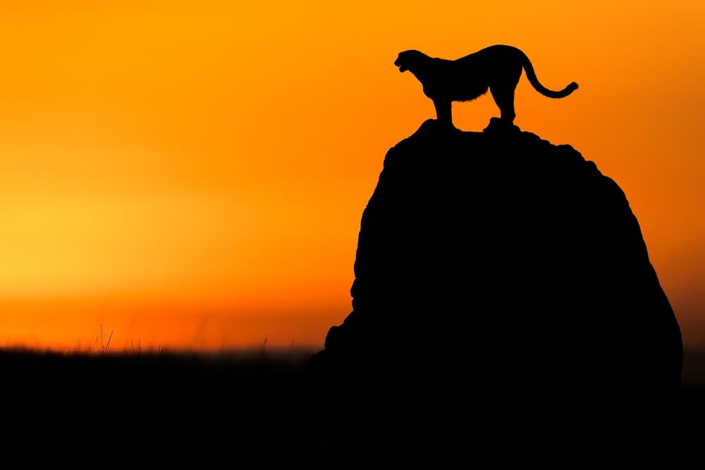 Majestic Cheetah Sunset by Faisal ALnomas — canvas wall art