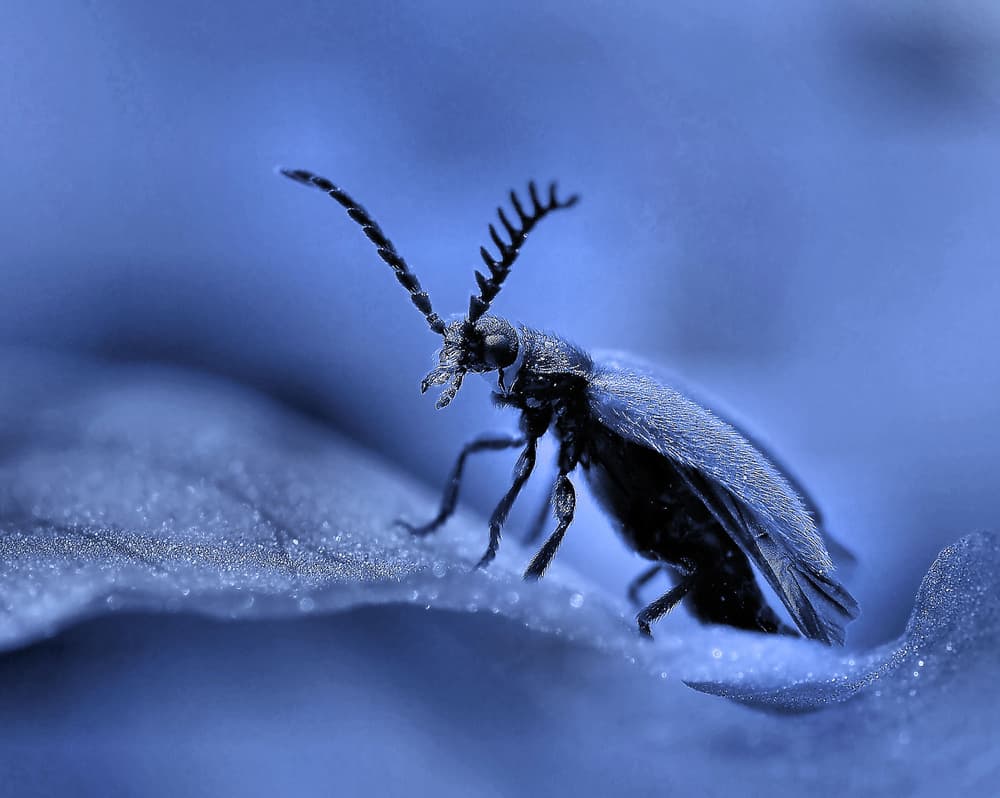 Blue Macro Beetle by Thierry Dufour — canvas wall art