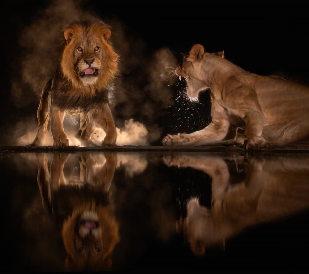 Night Lion Confrontation by MIN LI — canvas wall art