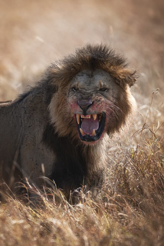 Fierce Lion Roar by Roberto Marchegiani — canvas wall art