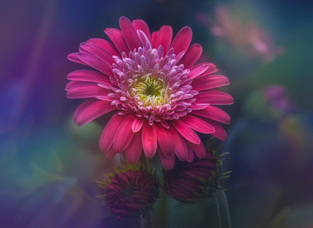 Vibrant Pink Gerbera Bloom by Cristian Vasile — canvas wall art