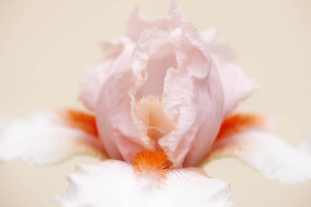 Soft Pink Iris Bloom by Wiolett — canvas wall art