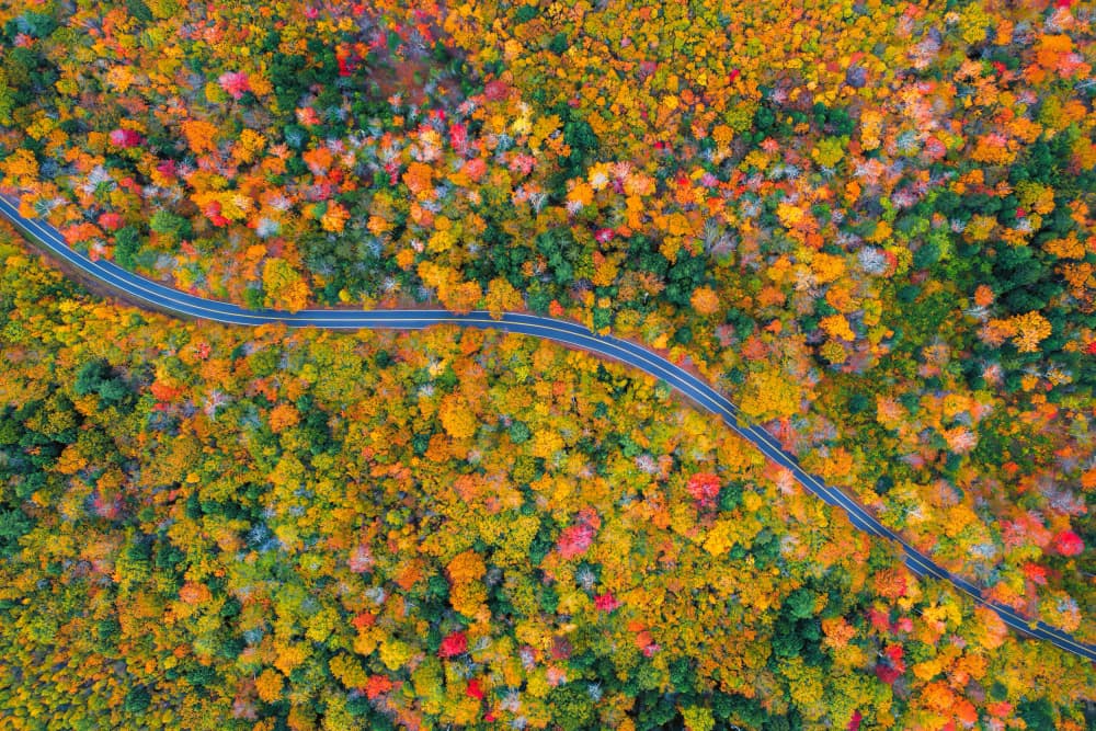 Winding Autumn Road by Jun Zuo — canvas wall art