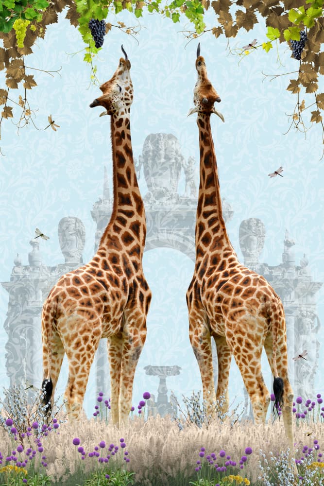 Giraffes' Grape Feast by Sue Skellern — canvas wall art