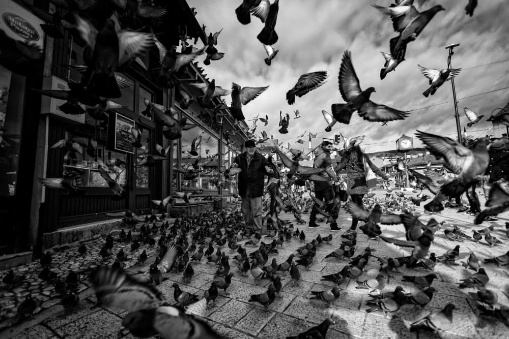Pigeons Swarm City Street by Merthan Kortan — canvas wall art