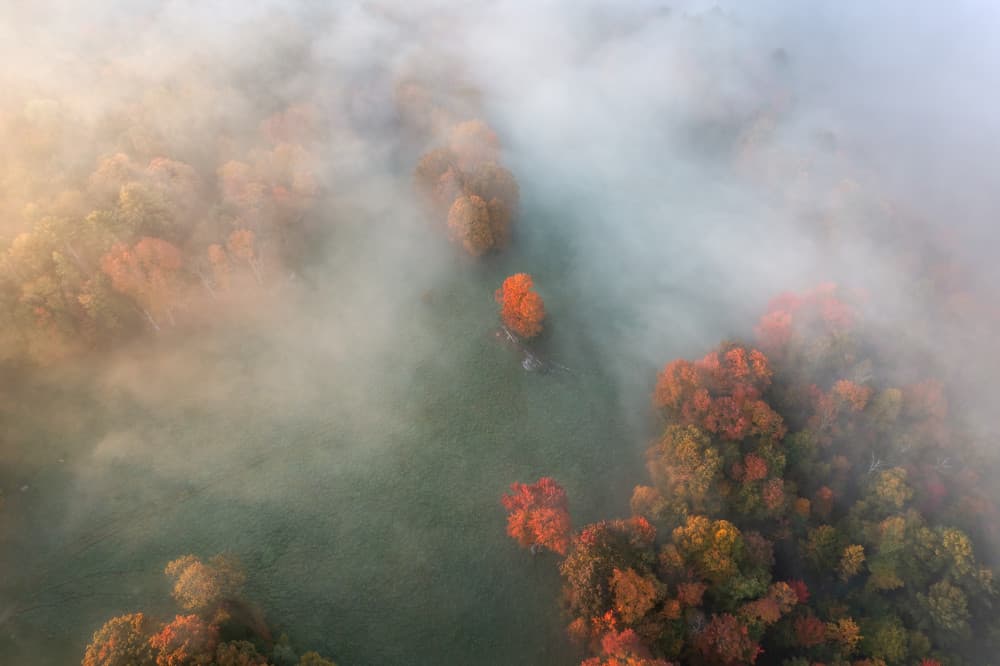 Golden Autumn Mist by John Fan — canvas wall art