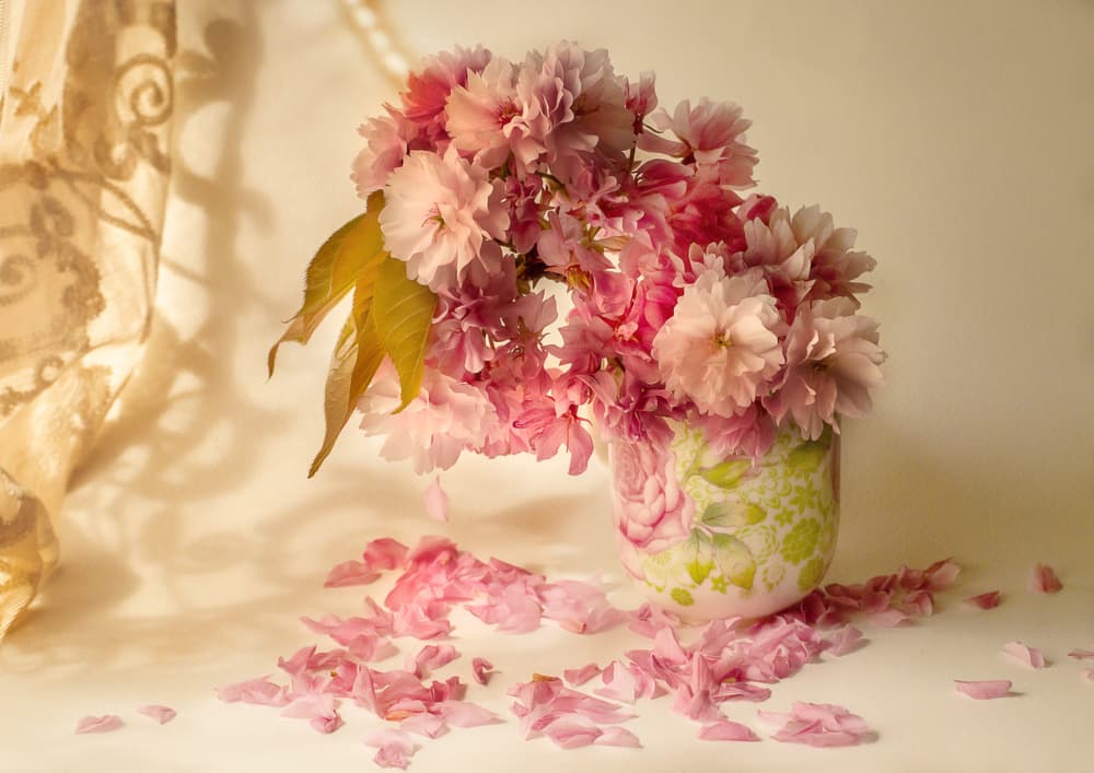 Pink Cherry Blossoms by Ludmila Shumilova — canvas wall art