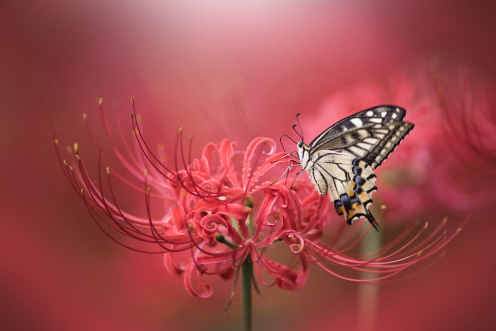 Red Lily Butterfly by Takashi Suzuki — canvas wall art