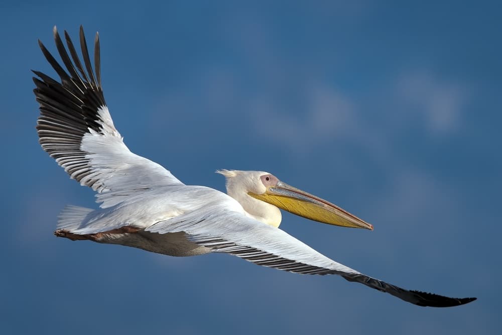 White Pelican Soaring by Eyal Amer — canvas wall art