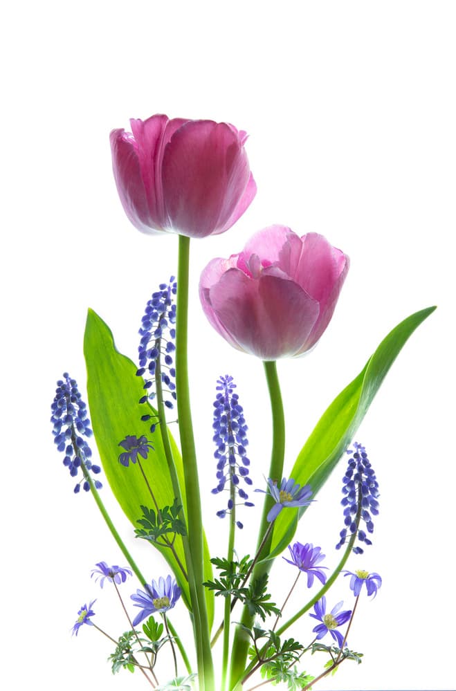 Pink Tulips And Blue Blooms by Binbin L. — canvas wall art