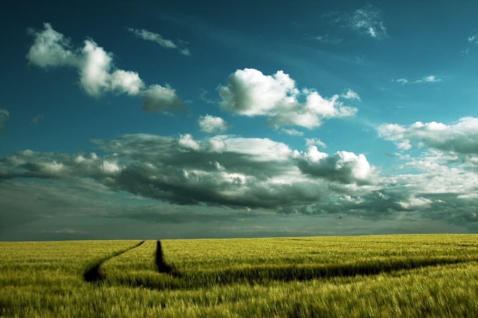 Dramatic Field Path by Niels Christian Wulff — canvas wall art
