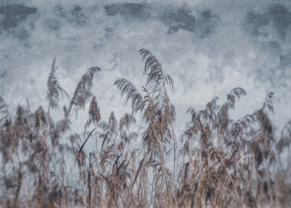 Serene Winter Reeds by Justyna Jaszke — canvas wall art
