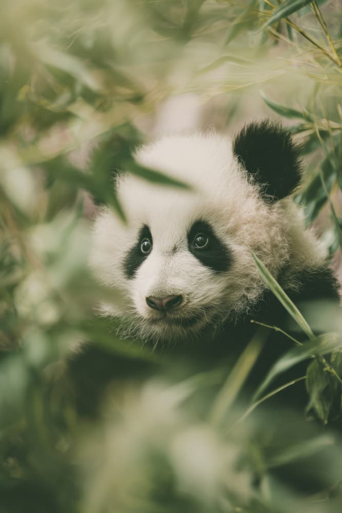 Little Panda by Treechild — canvas wall art