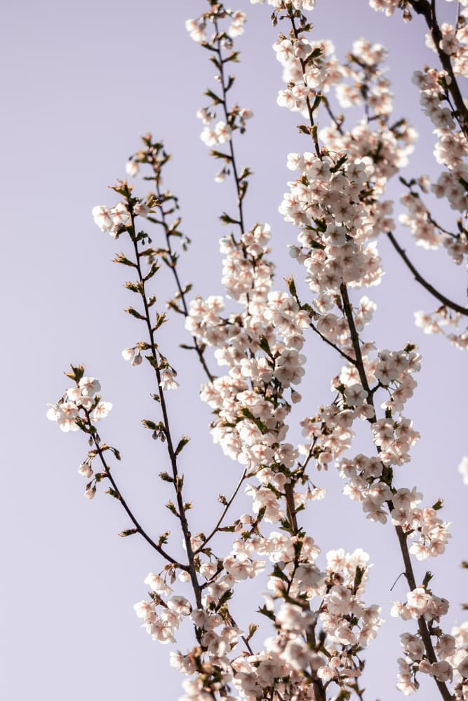 Bright Cherry Blossoms by Mareike Böhmer — canvas wall art