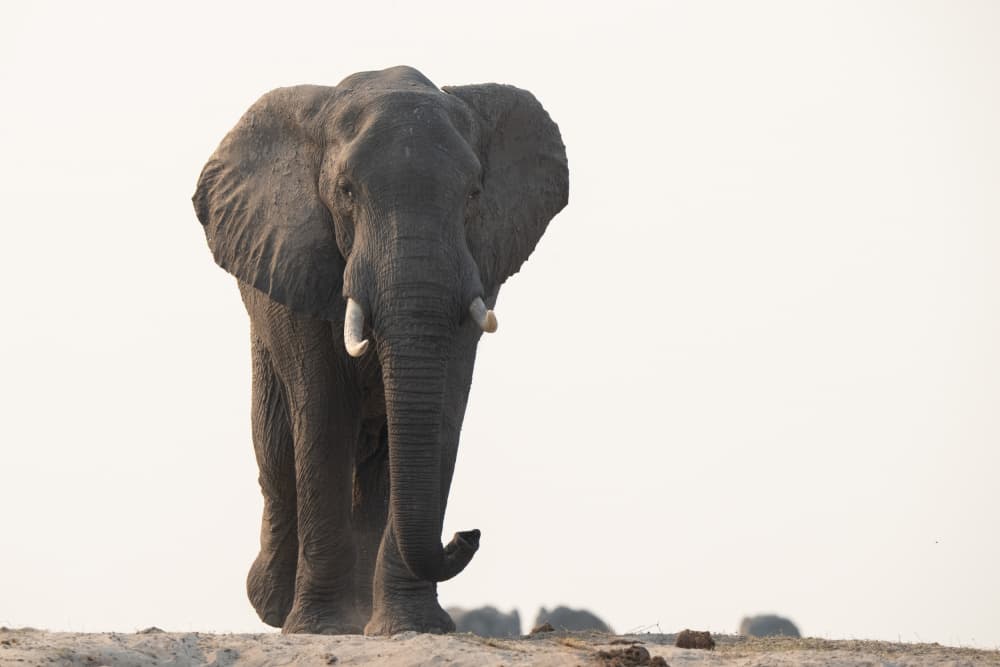Majestic African Elephant by Etienne Steenkamp — canvas wall art