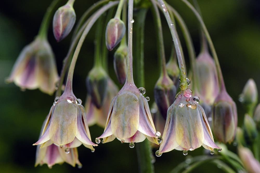 Dew Kissed Bells by Jacky Parker — canvas wall art