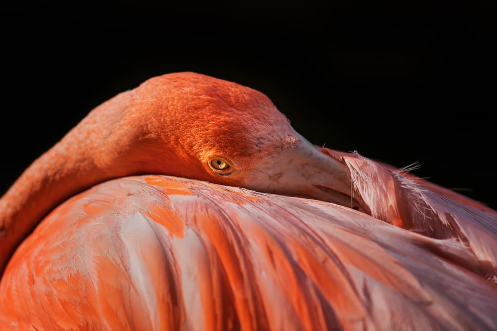 Watchful Pink Flamingo by Annie Poreider — canvas wall art