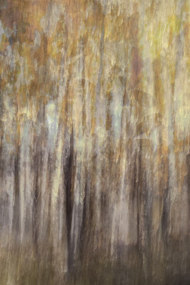 Golden Forest Abstract by Christina Sillen — canvas wall art