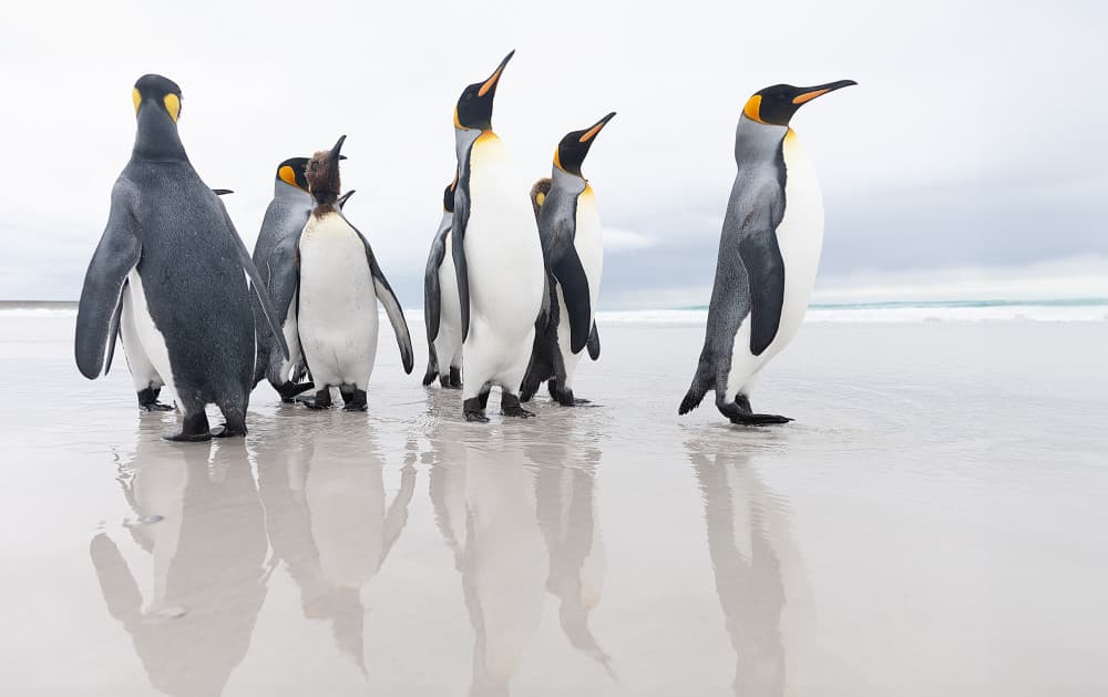 King Penguins Beach Walk by Joan Gil Raga — canvas wall art