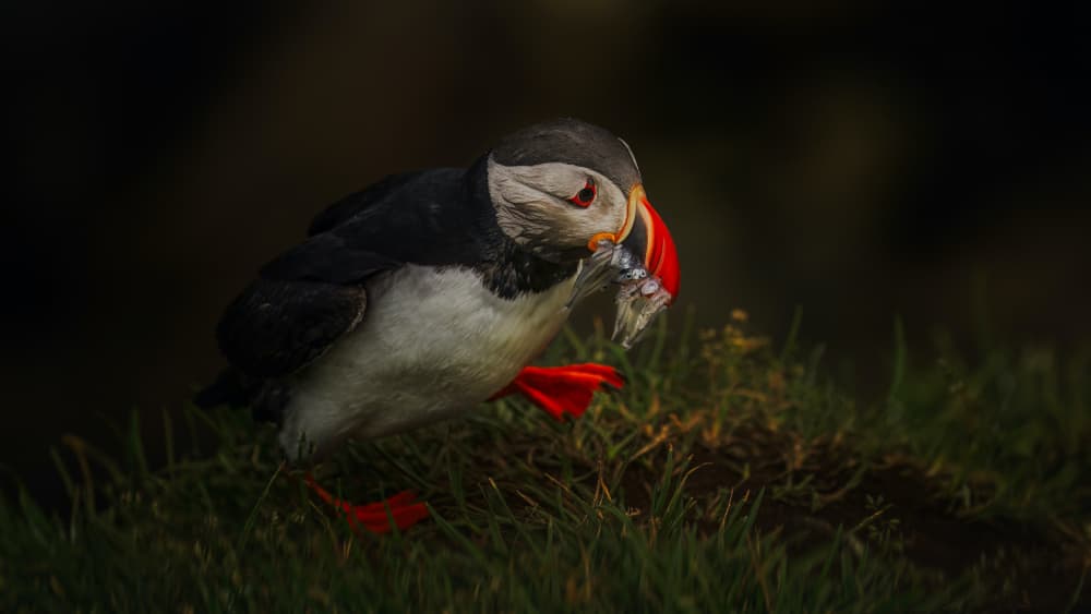 Atlantic Puffin's Catch by Hanping Xiao — canvas wall art